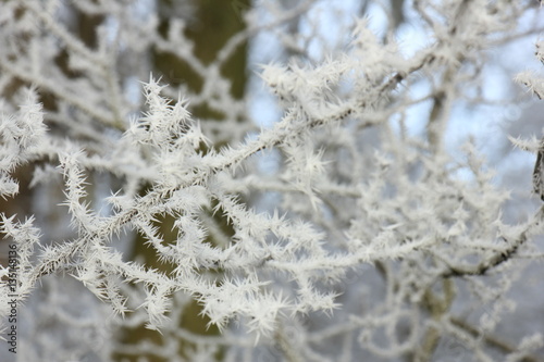 Frost on small branches © Studio Porto Sabbia