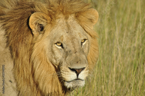 Kenia: Löwe von ganz nah