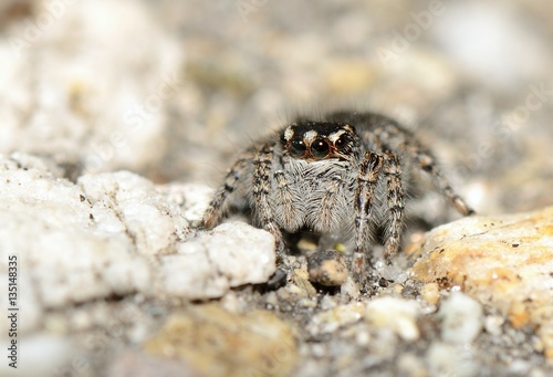 Jumping Spider On Rock Closeup