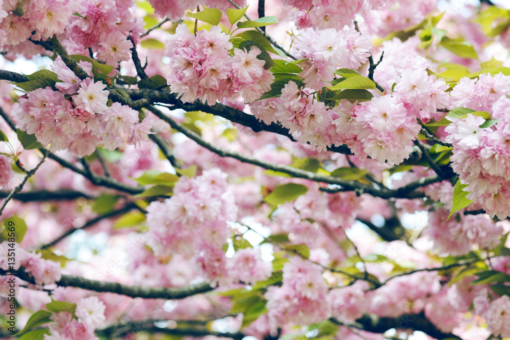 cherry blossoming