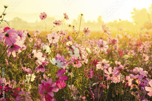 Cosmos flowers blooming in the morning
