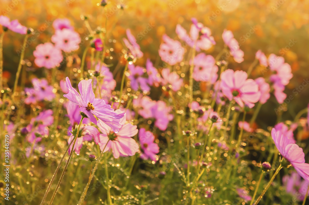 Cosmos flowers blooming in the morning Cosmos flowers blooming in the morning