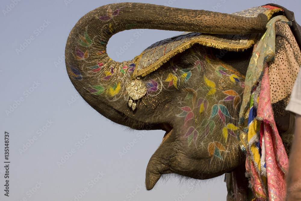Obraz premium colorful elephant , festival , Jaipur, Rajasthan, India