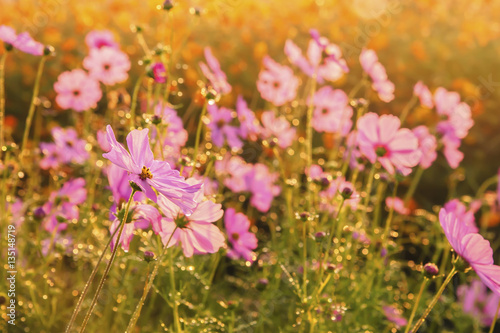 Cosmos flowers blooming in the morning