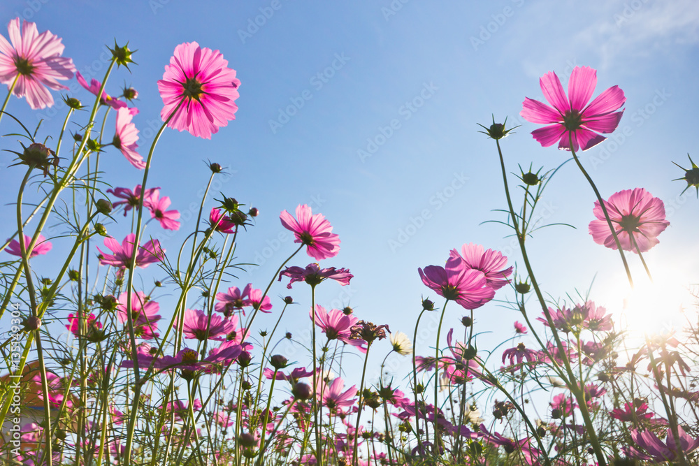 pink cosmos flower blooming in the field