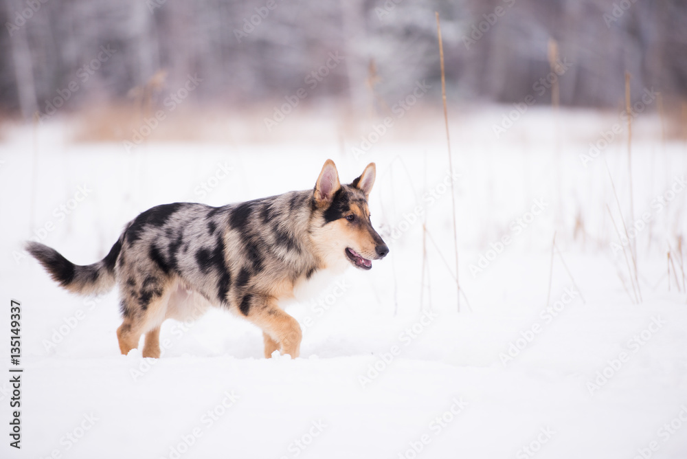 mixed breed puppy walking in winter mixed breed puppy walking in winter