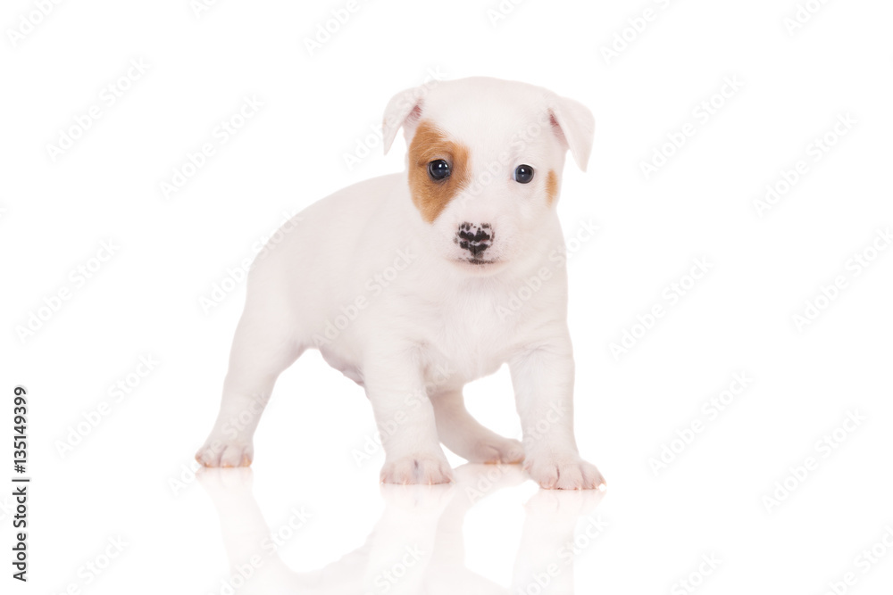 jack russell terrier puppy standing on white