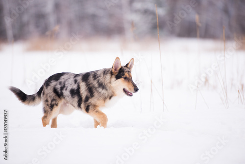 mixed breed puppy walking in winter