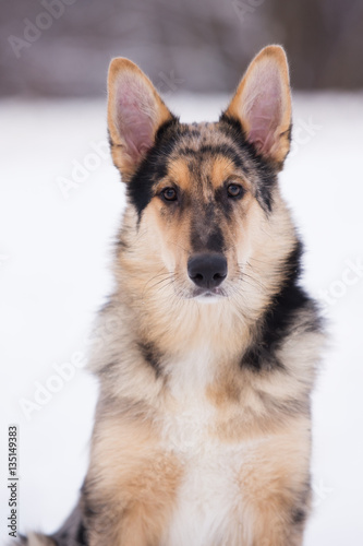 mixed breed puppy portrait