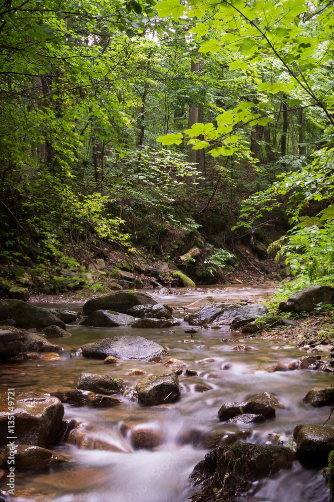 Forest river