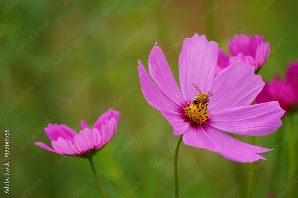 Fototapeta premium コスモス（cosmos）