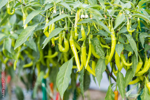 green chile pepper on plant in field