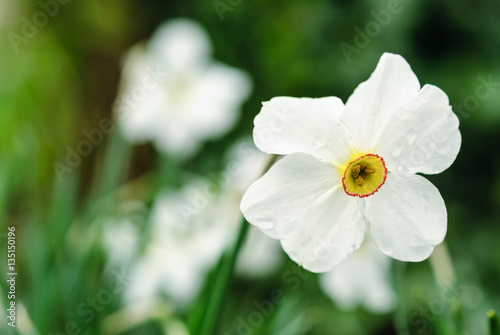 Fototapeta Naklejka Na Ścianę i Meble -  bunch flowered narcissus