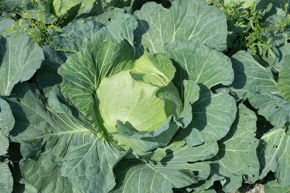 view of a freshly growing cabbage field. view of a freshly growing cabbage field.
