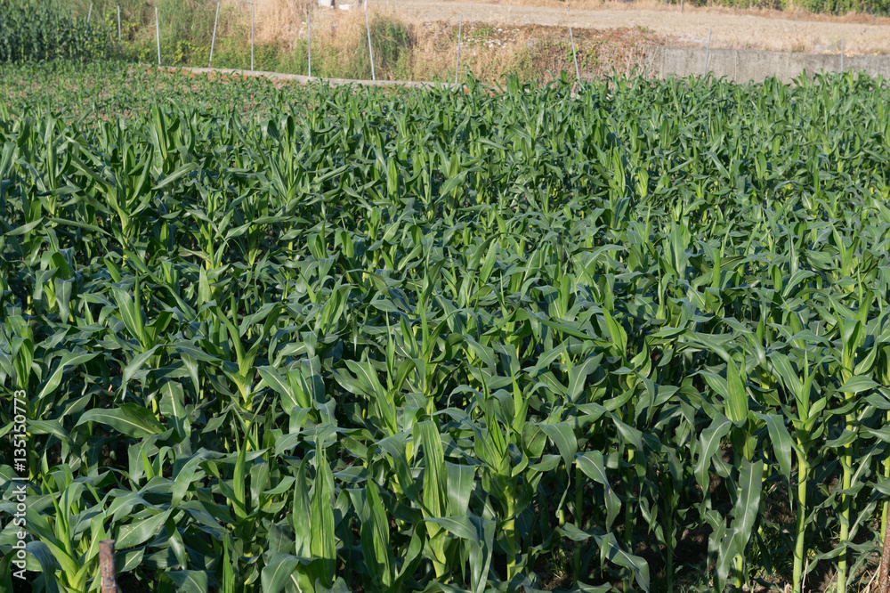 Fototapeta premium Corn field