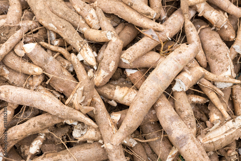 Cassava (Manihot esculenta), also called yuca or manioc Cassava (Manihot esculenta), also called yuca or manioc