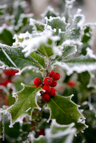 Ilex im Winter