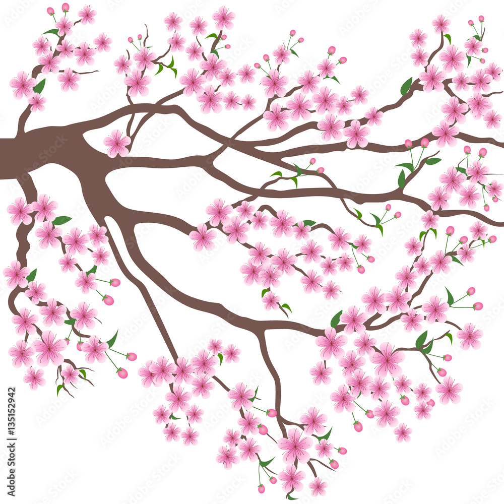 blooming branch of sakura