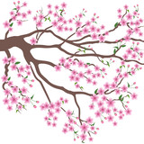 blooming branch of sakura