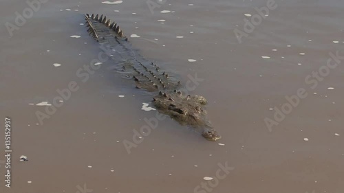 Crocodile in a river