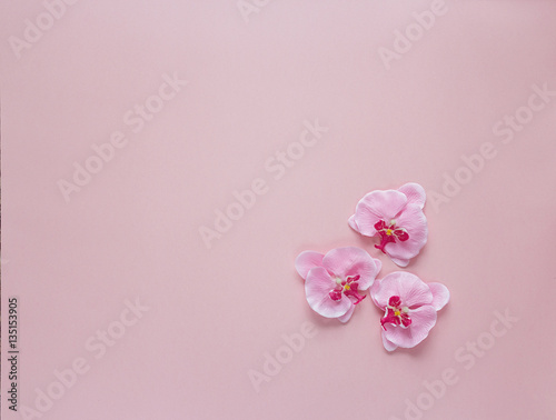 Three rosy orchid flowers on pink background. Place for text. © WindyNight