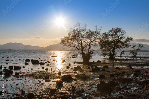Old mangrove tree with a colorful sunset during low tide at Mor Mu Dong area in Phuket Thailand