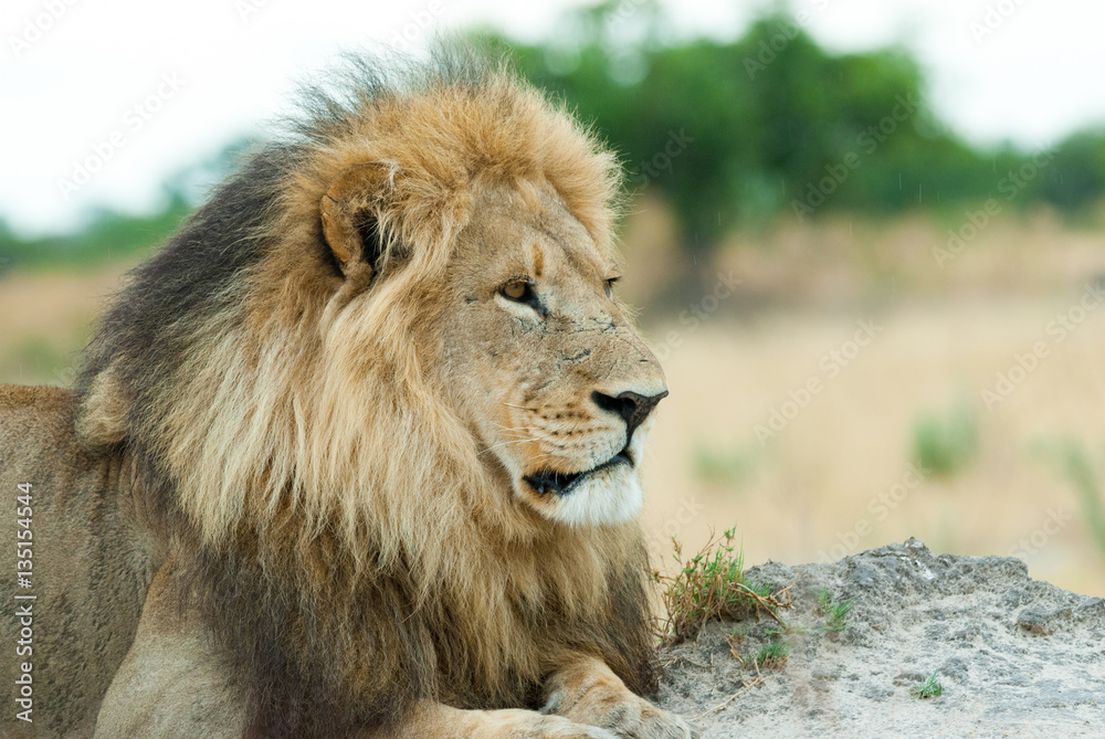 male lion (Panthera leo), looking at the savanna, botswana male lion (Panthera leo), looking at the savanna, botswana