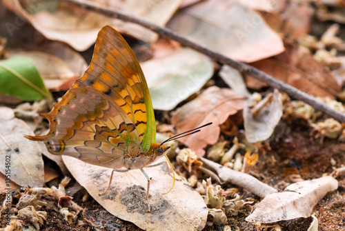 Green-veined emperor butterfly (Charaxes candiope)