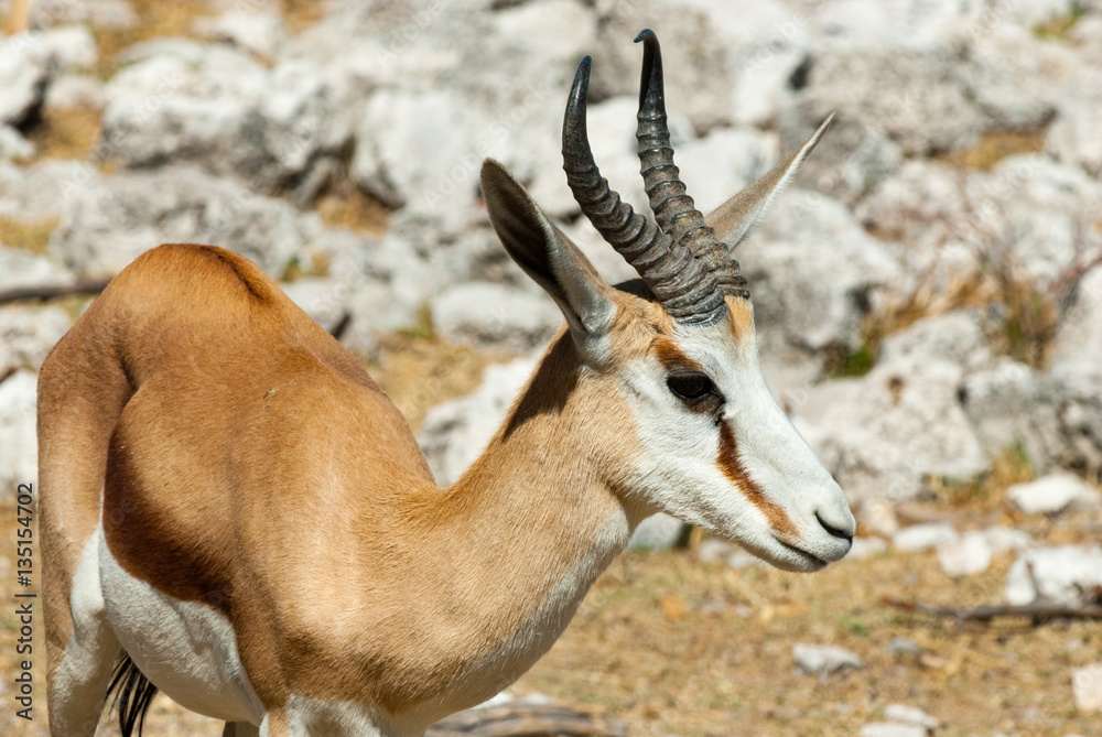 Springbok (Antidorcas marsupialis), Etosha National Park, Namibia Springbok (Antidorcas marsupialis), Etosha National Park, Namibia