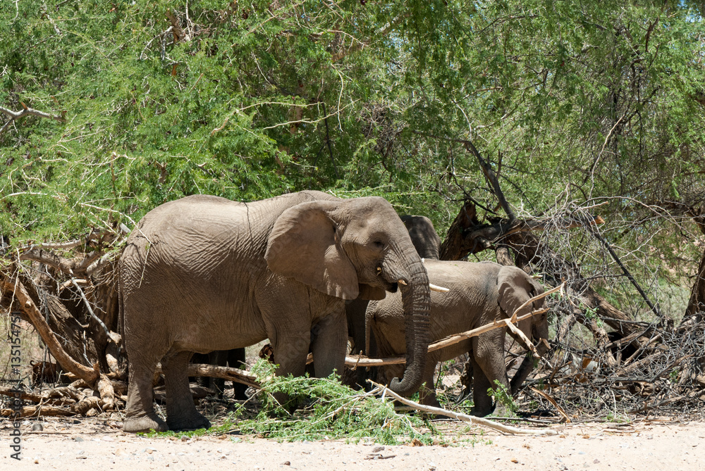 African bush elephant (Loxodonta africana), Group unter trees, Namibia