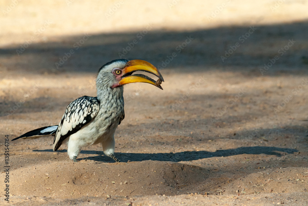 Fototapeta premium Southern yellow-billed hornbill, Namibia