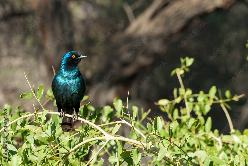 Greater blue-eared starling, Botswana Greater blue-eared starling, Botswana
