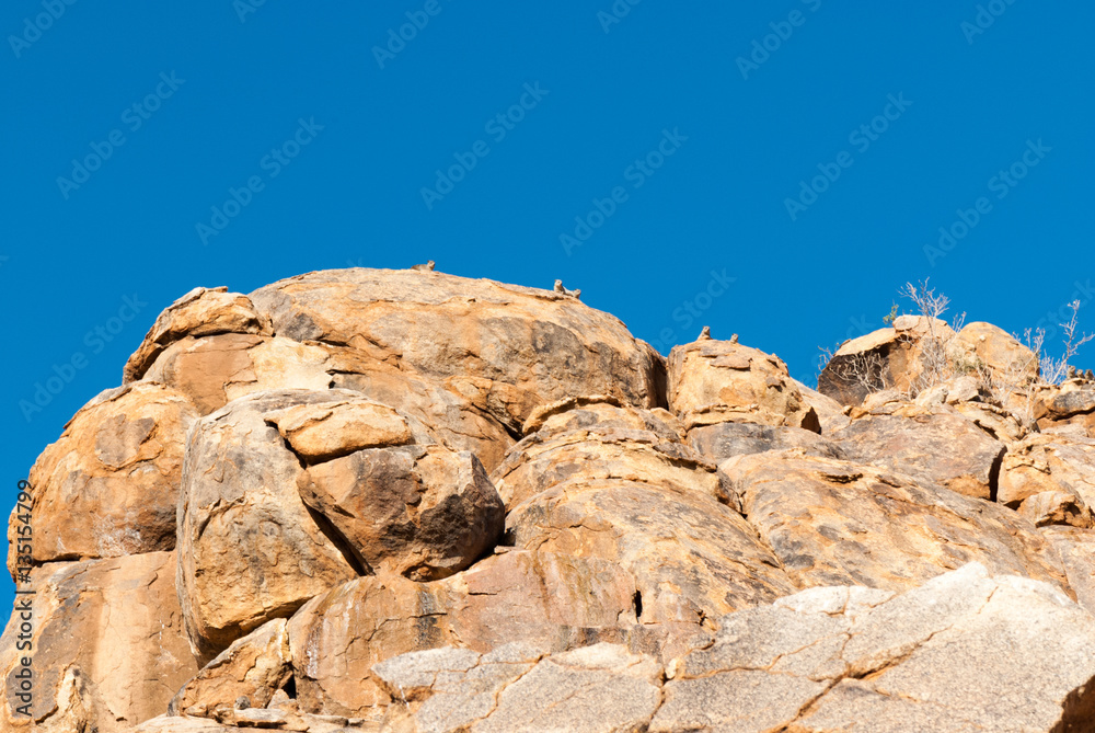 rock hyrax (Procavia capensis) on to of the rocks, Namibia rock hyrax (Procavia capensis) on to of the rocks, Namibia