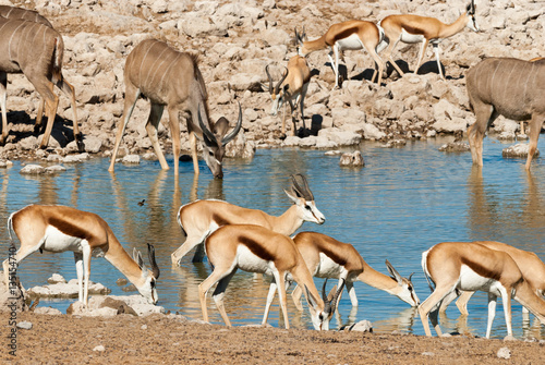 Springbok (Antidorcas marsupialis) and greater kudu (Tragelaphus strepsiceros), Etosha National Park, Namibia photo