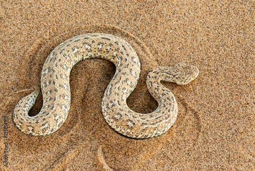 Namib dwarf sand adder or Namib desert sidewinding adder (Bitis peringueyi), Namibia