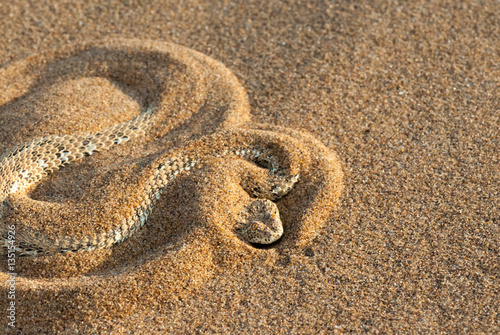 Namib dwarf sand adder or Namib desert sidewinding adder (Bitis peringueyi), Namibia