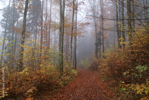 Path through a foggy forest