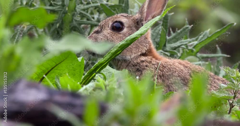 Wild Rabbit looks out for danger while chewing leaves Wild Rabbit looks out for danger while chewing leaves