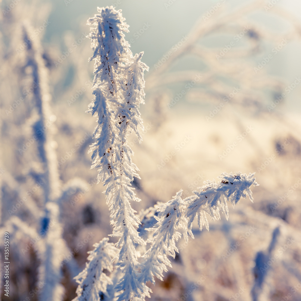 Winter background, hoarfrost on leaves, close up