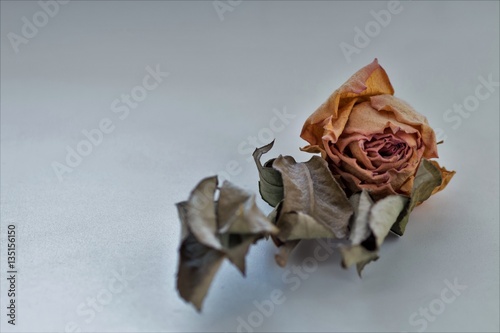 Moscow, Russia - January 30, 2017 - Single dry rose isolated on white background #135156150