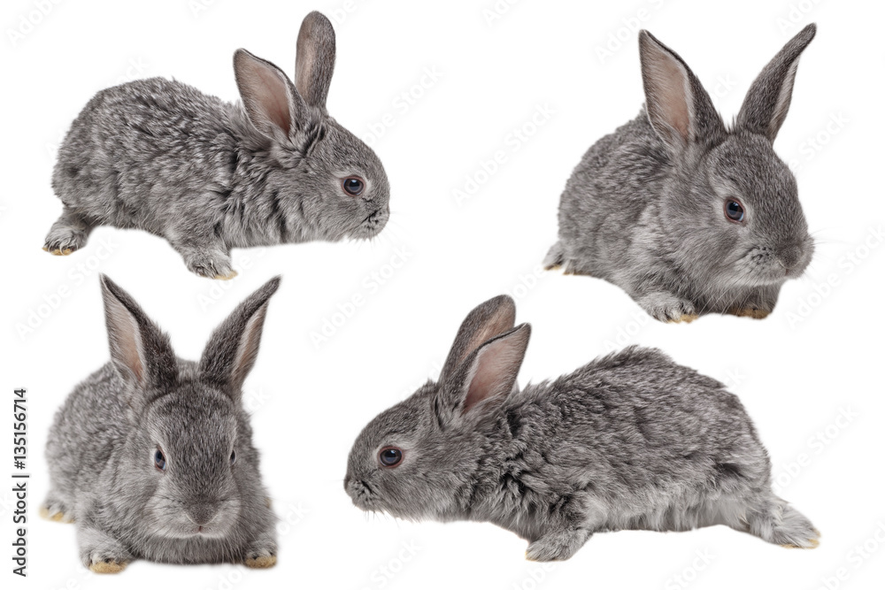 Fototapeta premium Little rabbit on a white background