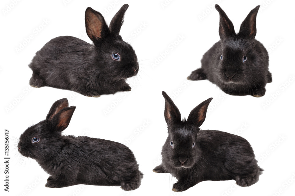 Fototapeta premium Little rabbit on a white background