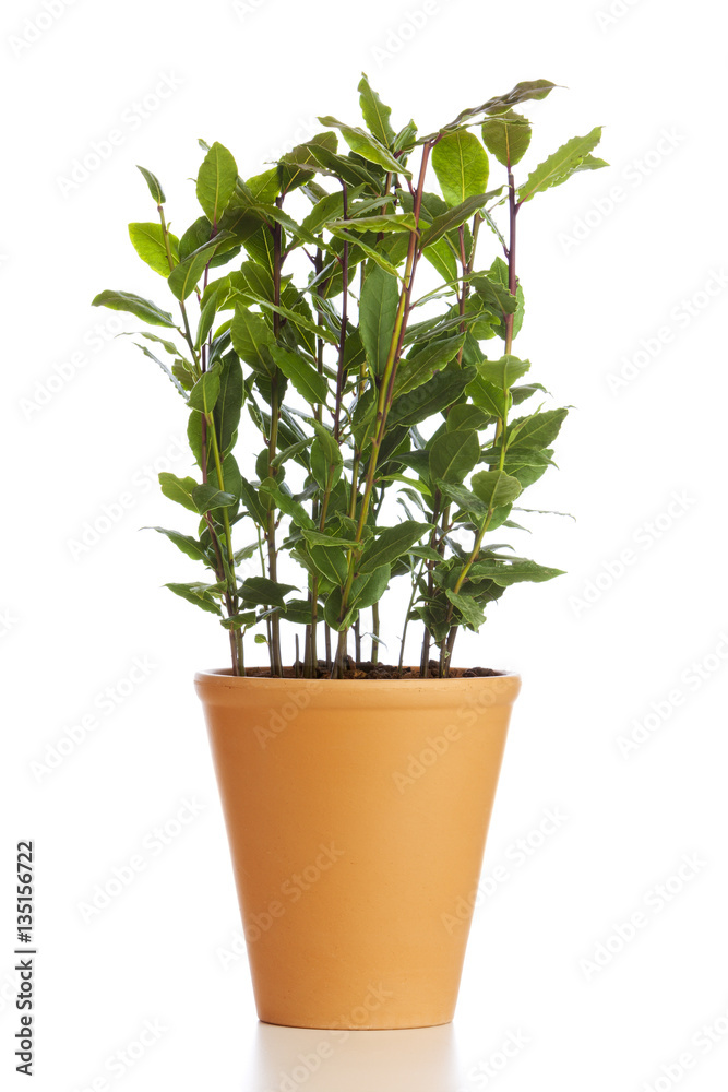 Potted laurel plant isolated. Laurel bush in flower pot isolated on white background Potted laurel plant isolated. Laurel bush in flower pot isolated on white background