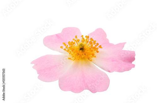 Dog rose isolated