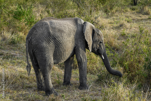Photography elephant