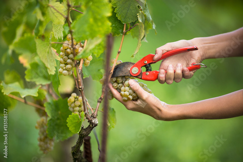 Hands of a female vintner harvesting white vine grapes 