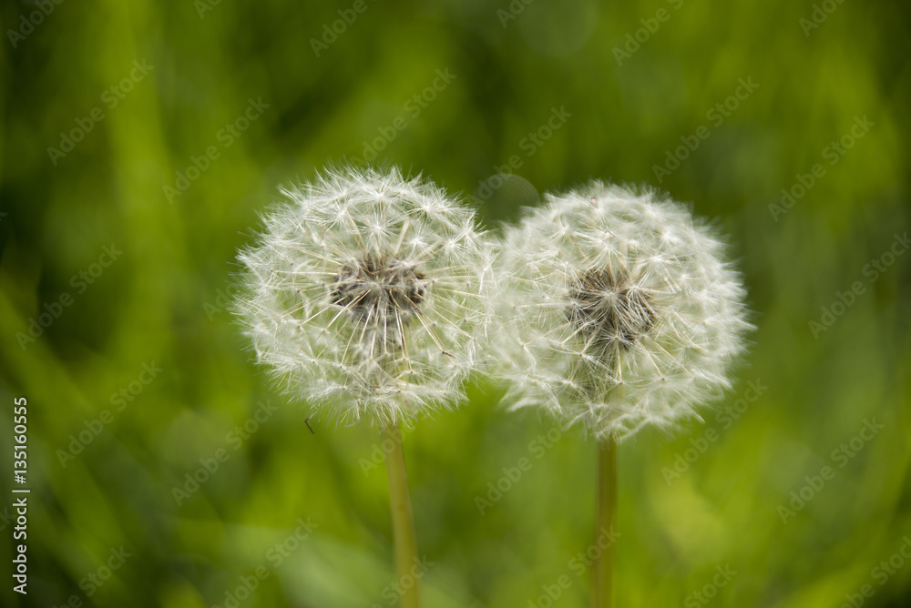Fototapeta premium Two dandelion clocks side by side
