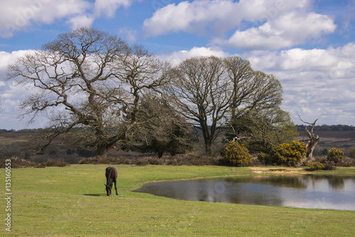 New Forest pony grazing by pond at Bratley View