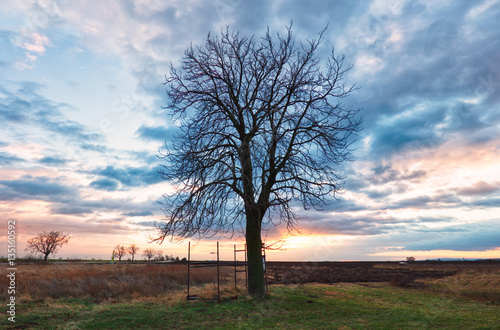 Alone Tree on dramatic sunset