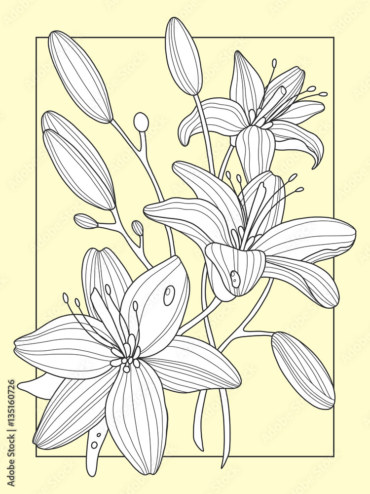 Lily flowers hand drawn vector illustration Lily flowers hand drawn vector illustration